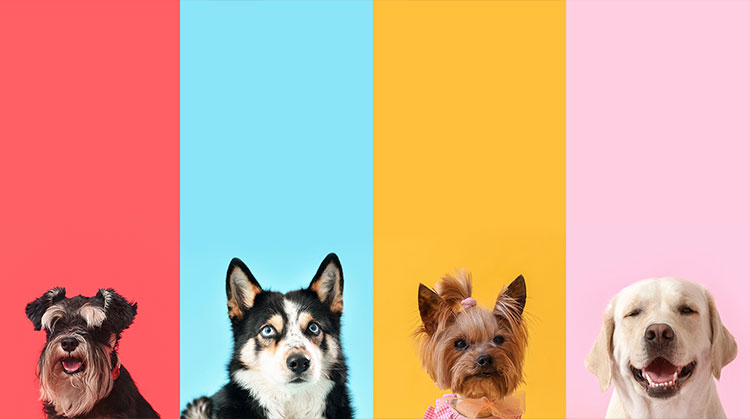 Multiple dogs against a backdrop of different colors to convey how colors can have different emotions attached