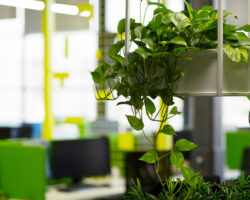 The Benefits of Bringing Nature into the Office: Boosting Employee Wellbeing